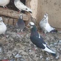 کبوتر غریب گیری|پرنده|ساوه, |دیوار