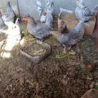 تخم مرغ گلین نطفه دار تظمینی طوسی و پنگوئنی