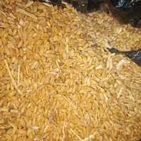 گندم دیم فروشی