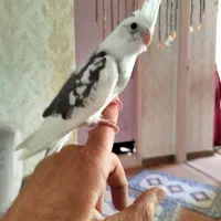 عروس هلندی