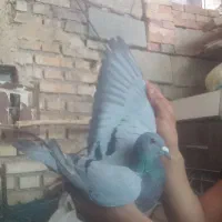 نروماده