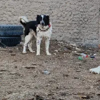 سگ قدرجونی نر|سگ|مبارکه, |دیوار