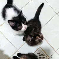 رستمی ۴۴|گربه|مشهد, محمدآباد|دیوار