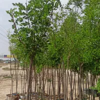 باغبانی و سمپاشی و فروش نهال|گل و گیاه طبیعی|ورامین, ورامین|دیوار