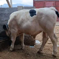 گوساله نر