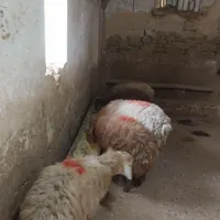 بره نر باقصاب ۲۴ساعته تمام وقت