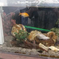 فروش آکواریوم با تمام ماهی ها ولوازم|ماهی|ری, سیزده آبان|دیوار