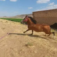 اسب|اسب و تجهیزات اسبسواری|شیراز, زرهی|دیوار
