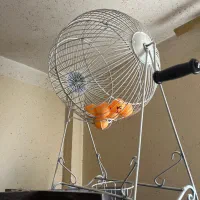 گردونه قرعه کشی