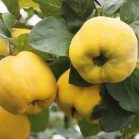 پش فروش نهال به اصفهان|خدمات باغبانی و درختکاری|بازرگان, |دیوار