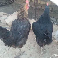 مرغ تخمگذار|حیوانات مزرعه|اصفهان, ولدان|دیوار