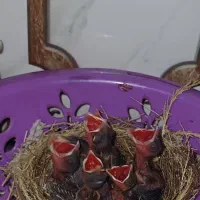 قنار قناری