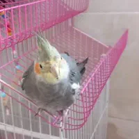 عروس هلندی نر