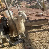 سلام دو تا بز داشت