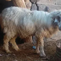 بره نرجوان نژاددار