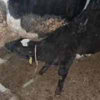 گاو سیمینتال درشت هیکل