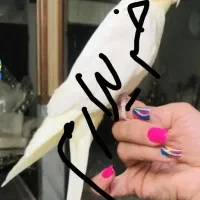 عروس هلندی لوتینو ماده مست