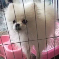 پامرخرسی وارداتی