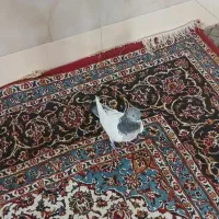 کبوتر دوکت زرد رواعب وکلدار|پرنده|قم, سرحوض|دیوار