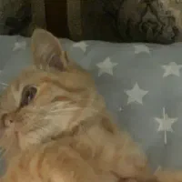 بچه گربه بریتیش|گربه|تبریز, |دیوار