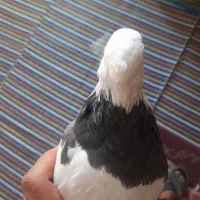 کبوتر طوقی