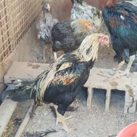 خروس لاری اصل قلم سبز فروشی جوون|حیوانات مزرعه|تربت‌حیدریه, رباط سفلی|دیوار