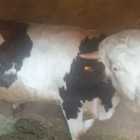 گوساله سنگین ، گوشتی
