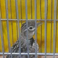 سهره خاکی ...