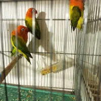 طوطی برزیلی گلد