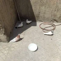 کبوتر پرنده