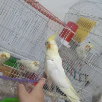 عروس هلندی مولد جوجه دار اهلی سخنگو|پرنده|تبریز, |دیوار