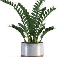 کارشناس گیاهپزشکی