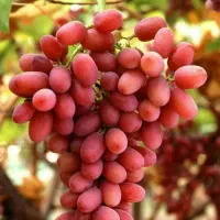ارائه نهال انگورکریسمون پربار و شیرین|خدمات باغبانی و درختکاری|درب گنبد, |دیوار