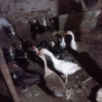 ۳تاغاز ۴تا اوردک ۶تا خروس