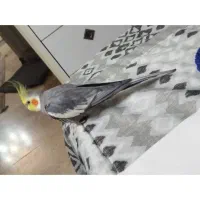 عروس هلندی با قفس و تجهیزات|پرنده|کهریزک, |دیوار