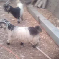 فروشی هستن فقط مشتری واقعی زنگ بزنه