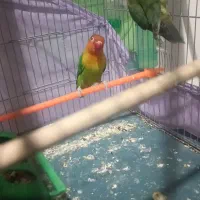 ی جفت طوطی برزیلی فیشر سبز|پرنده|پاکدشت, پاکدشت (مامازند)|دیوار