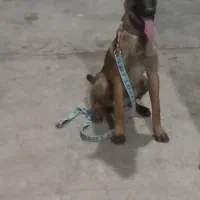 سگ مالینیز بلژیک اصل شناسنامه دارواکسن تراپی کامل