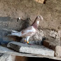 دو عدد کفتر نر خوشتیپ