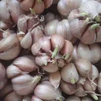 سیر جوانه زده آماده ی کاشت