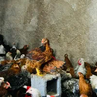 جوجه خروس و مرغ محلی