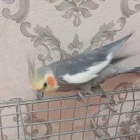 عروس هلندی نر