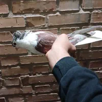 کفتر شیرازی|پرنده|اهواز, سلطانمنش|دیوار