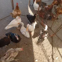 خرید مرغ و خروس غاز و اردک تعداد بالا