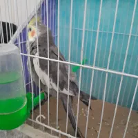 عروس‌ هلندی