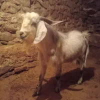 چپش نر