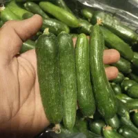 خیار خیار شوری 100