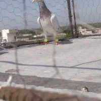 کبوتر هفت رنگ خطی نر