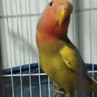 کوتوله برزیلی|پرنده|شاهرود, |دیوار