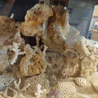 آکواریوم آب شور و شیرین